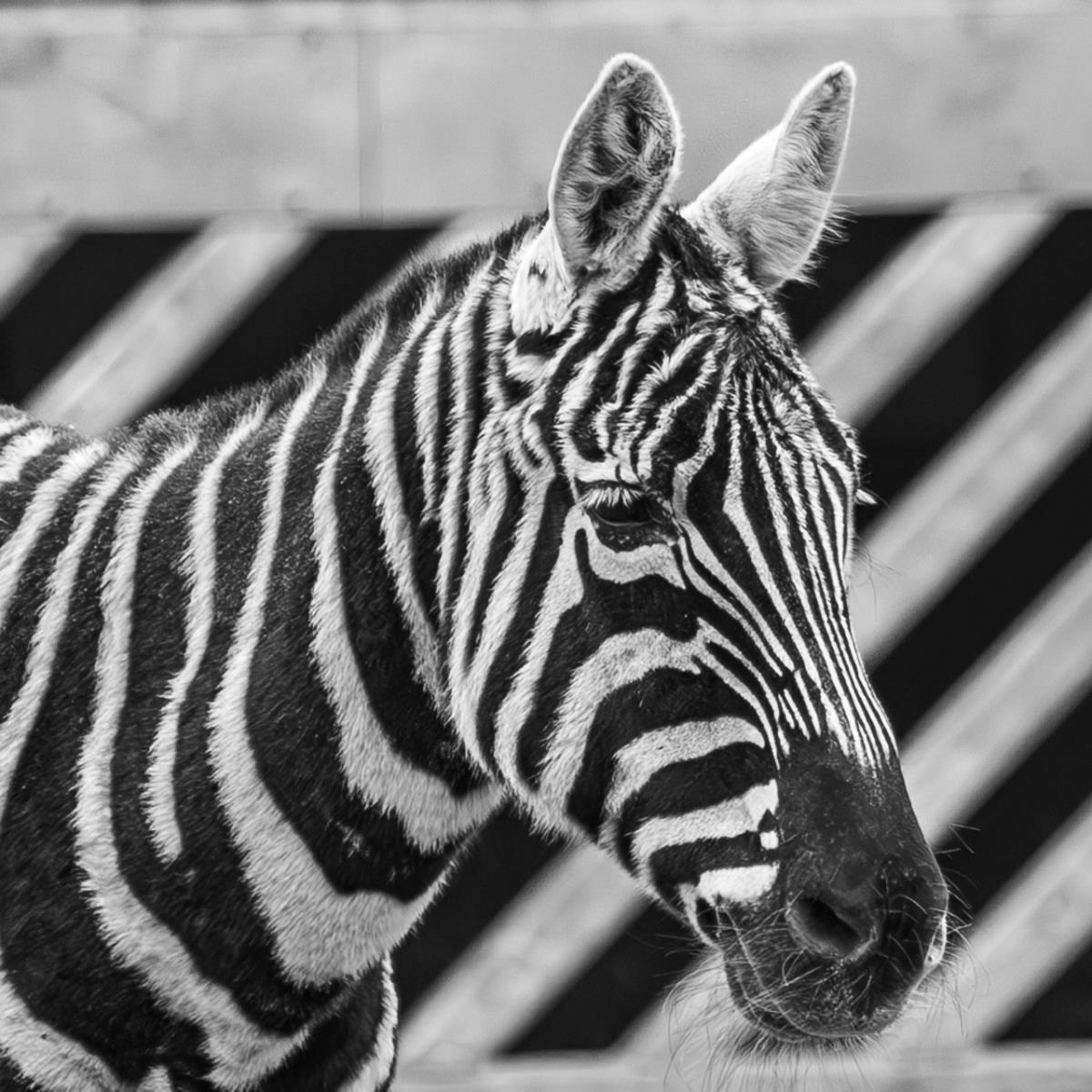 Conflicting stripes - Mary Unsworth